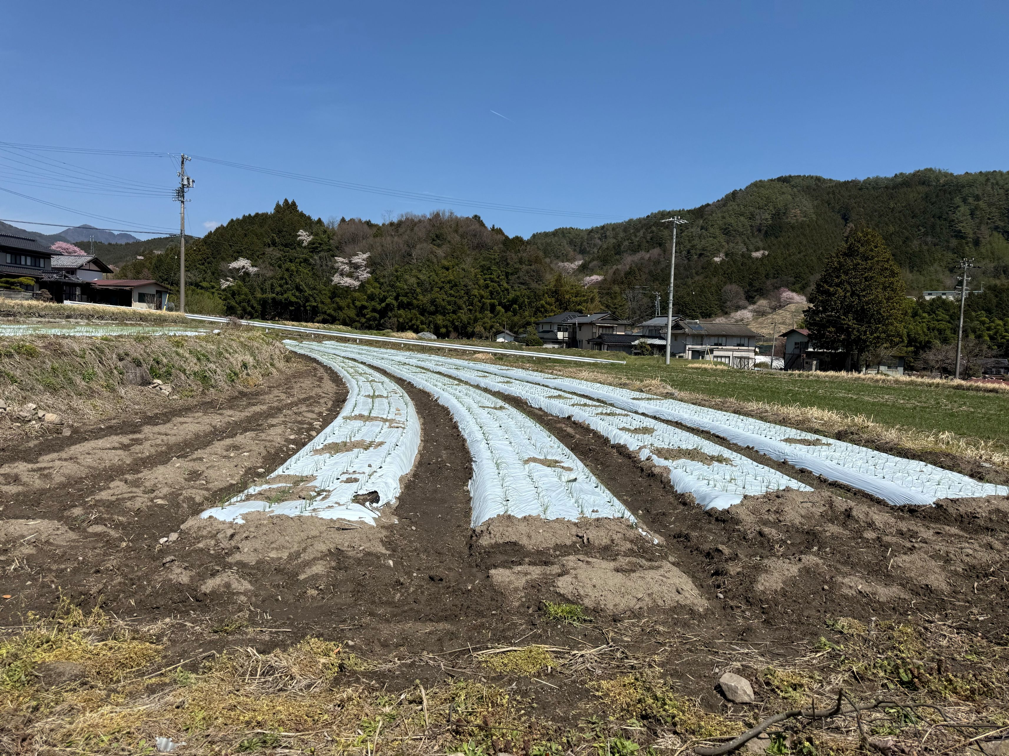 「農業向け土地です。陽当たり良好。」のメイン画像