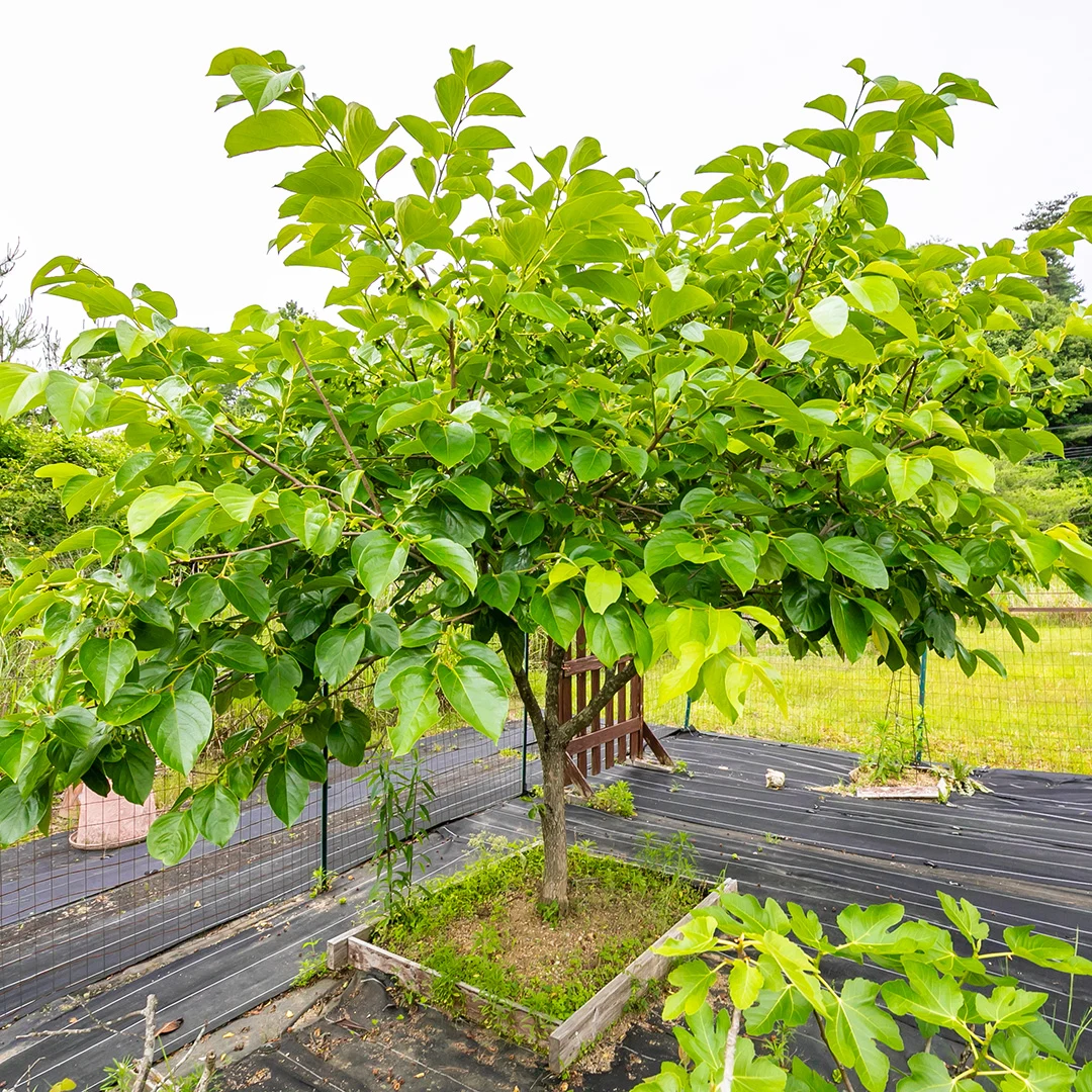 価格改定でさらにお得！伊賀市槇山阿山のログ小屋付き土地物件の画像17