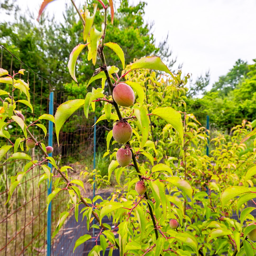 価格改定でさらにお得！伊賀市槇山阿山のログ小屋付き土地物件の画像19