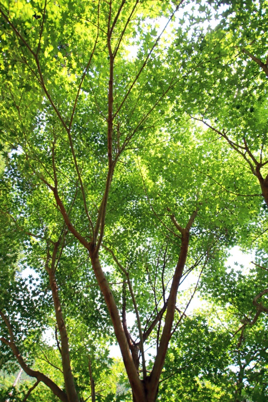 山々を望む広大な敷地で果樹・菜園が楽しめる！丹波市青垣町の中古別荘物件の画像32